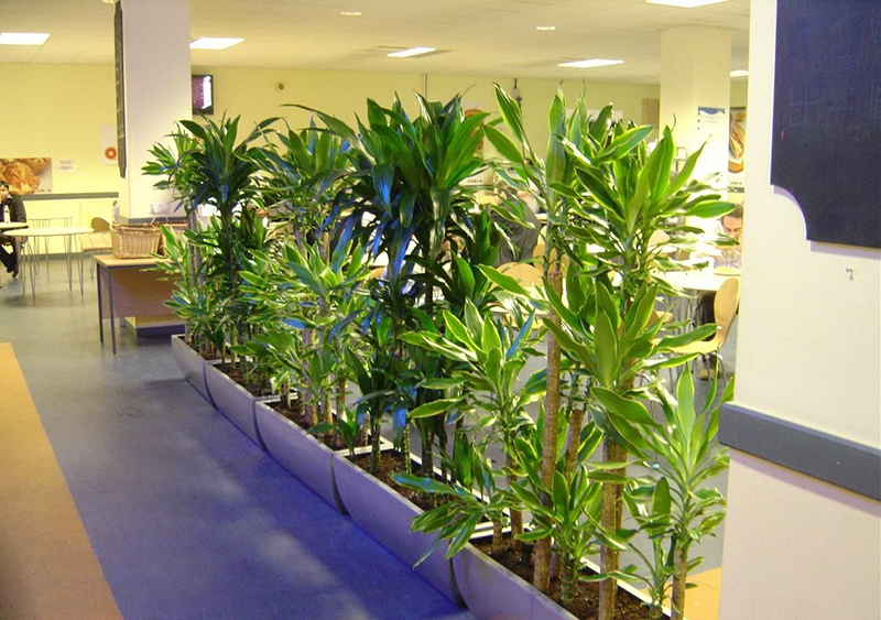 辦公室綠植花卉植物風水擺放的講究