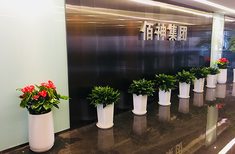 非常適合養在辦公室的10款大盆綠植，高端大方，霸氣威武