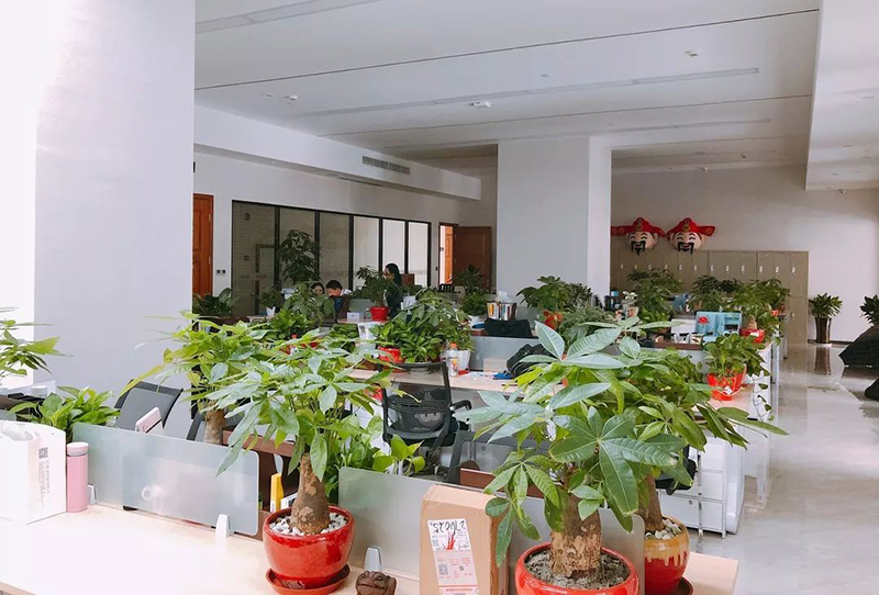 辦公室前臺(tái)最適合放的植物有哪些？