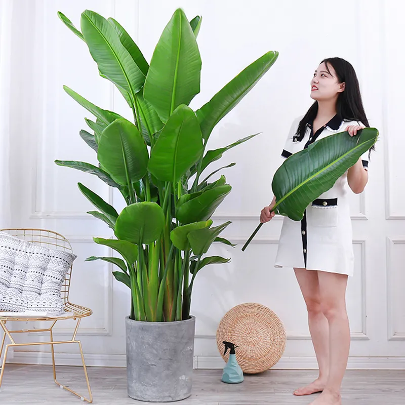 適合領導辦公室里擺放的10種綠植盆栽，招財運旺氣運