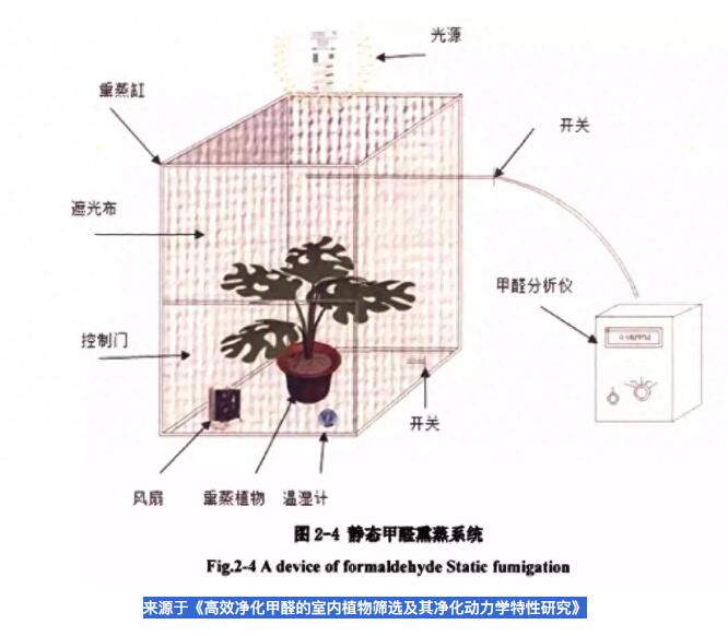 公司用綠蘿除甲醛，到底靠不靠譜？