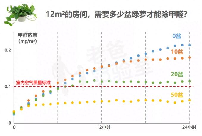 公司用綠蘿除甲醛，到底靠不靠譜？