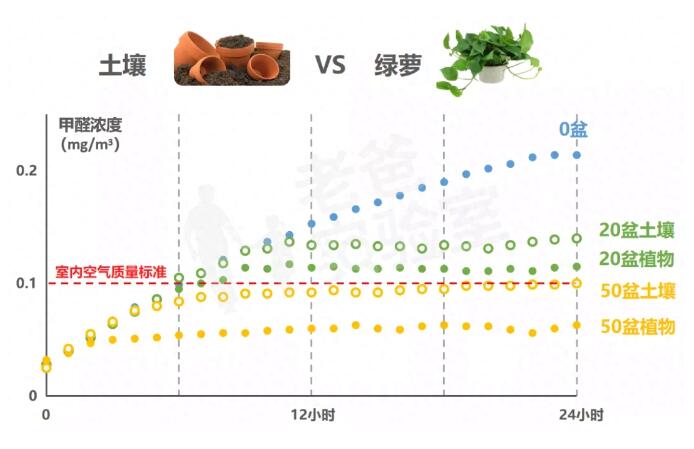 公司用綠蘿除甲醛，到底靠不靠譜？