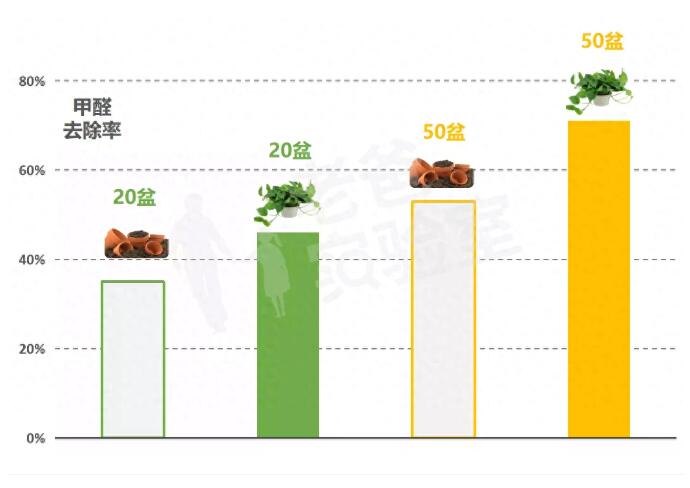 公司用綠蘿除甲醛，到底靠不靠譜？